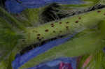 Common viper's bugloss